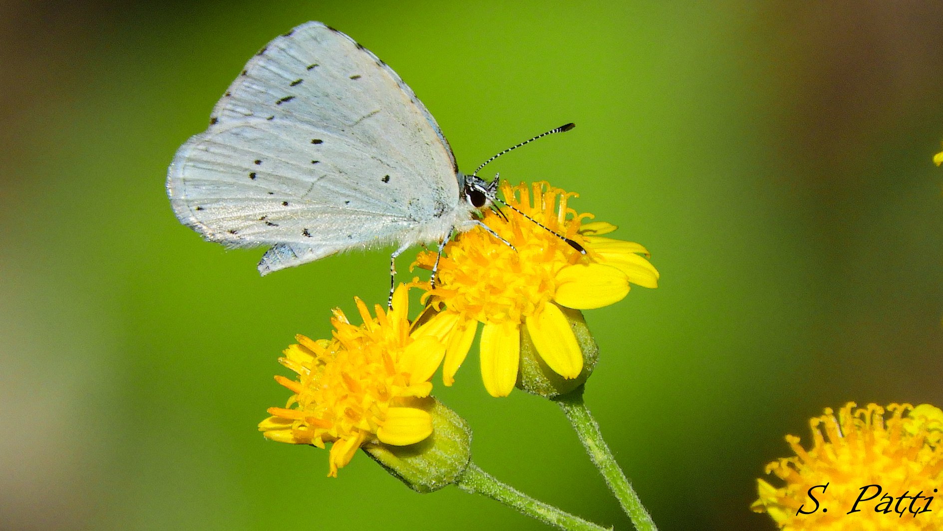 Celastrina argiolus Celastrina argiolus
