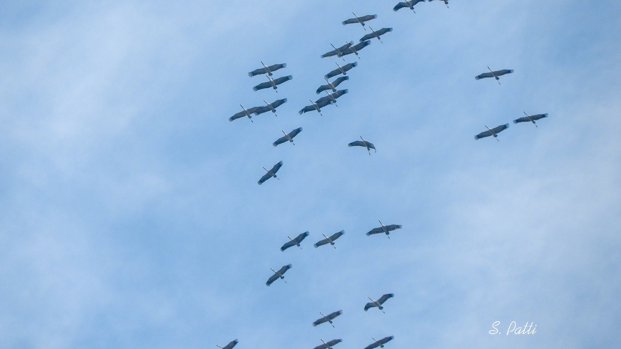Grus grus Grus grus