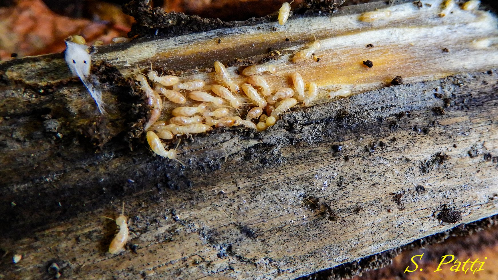 Kalotermes flavicollis Kalotermes flavicollis