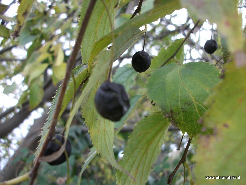 Celtis australis