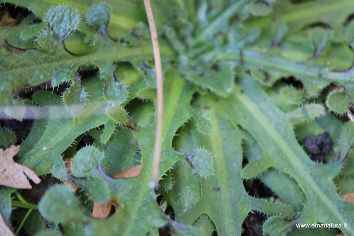 Hypochaeris radicata Hypochaeris radicata