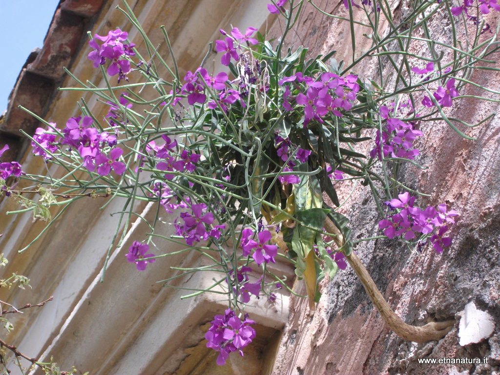 Matthiola incana