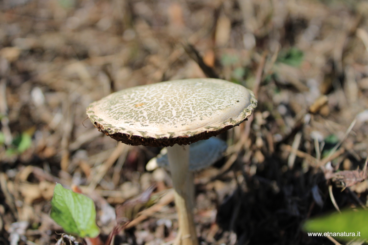 Panaeolus sphinctrinus Panaeolus sphinctrinus