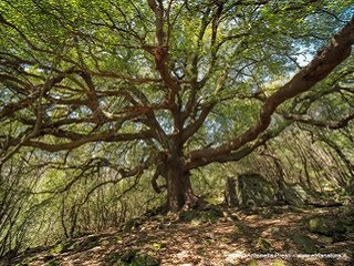 Alberi Alberi