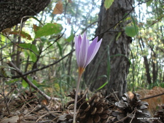 Flora. Numero pagine: 550 Flora. Numero pagine: 550