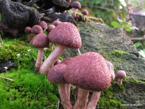 Funghi. Numero pagine: 82 Funghi. Numero pagine: 82